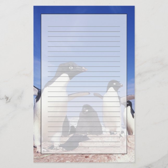 Antarktis, Adelie Penguin Pygoscelis Briefpapier (Vorderseite)