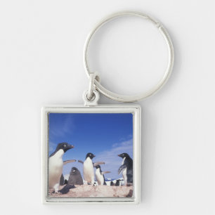 Antarktis, Adelie Penguin Pygoscelis Schlüsselanhänger