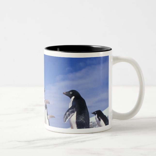 Antarktis, Adelie Penguin Pygoscelis Zweifarbige Tasse (Rechts)