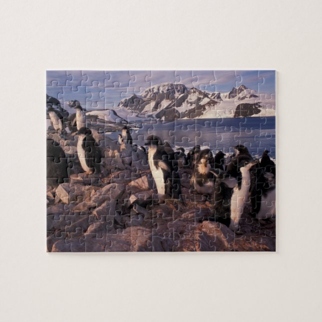 Antarktis, Adelie-Pinguin-Küken (Horizontal)