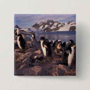 Antarktis, Adelie-Pinguin-Küken Button