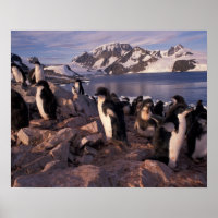 Antarktis, Adelie-Pinguin-Küken