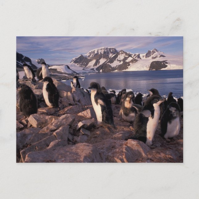 Antarktis, Adelie-Pinguin-Küken Postkarte (Vorderseite)