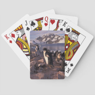 Antarktis, Adelie-Pinguin-Küken Spielkarten