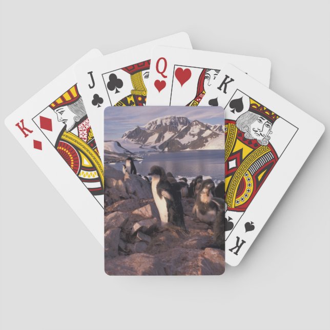 Antarktis, Adelie-Pinguin-Küken Spielkarten (Rückseite)
