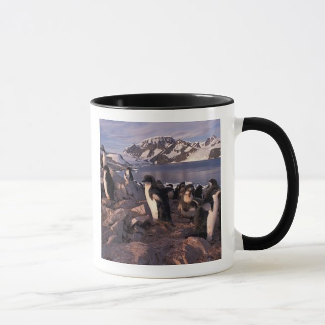 Antarktis, Adelie-Pinguin-Küken Tasse (Rechts)