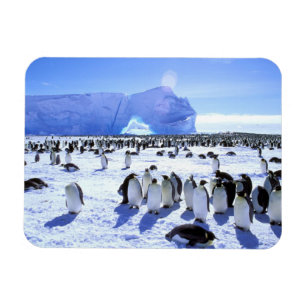 Antarktis, Antarktis, Halbinsel Weddell Sea, 5 Magnet