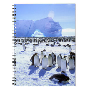 Antarktis, Antarktis, Halbinsel Weddell Sea, 5 Notizblock