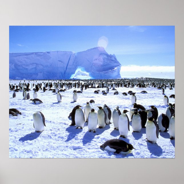 Antarktis, Antarktis, Halbinsel Weddell Sea, 5 Poster (Vorne)