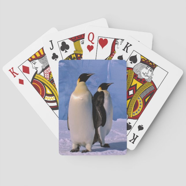 Antarktis, Australisches Antarktis-Gebiet, 7 Spielkarten (Rückseite)