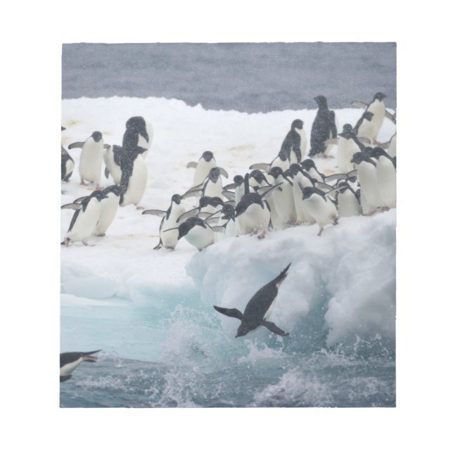 Antarktis, Insel Paulet. Adelie Pinguine Notizblock (Vorderseite)