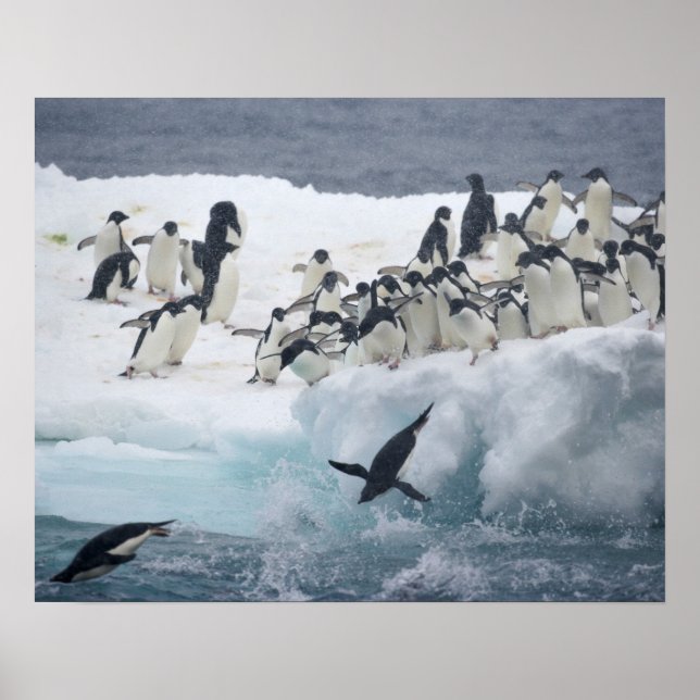 Antarktis, Insel Paulet. Adelie Pinguine Poster (Vorne)