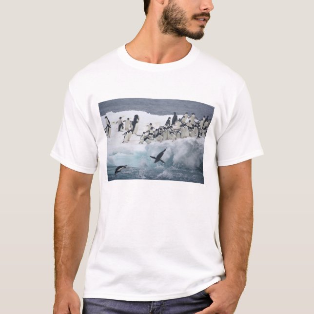 Antarktis, Insel Paulet. Adelie Pinguine T-Shirt (Vorderseite)