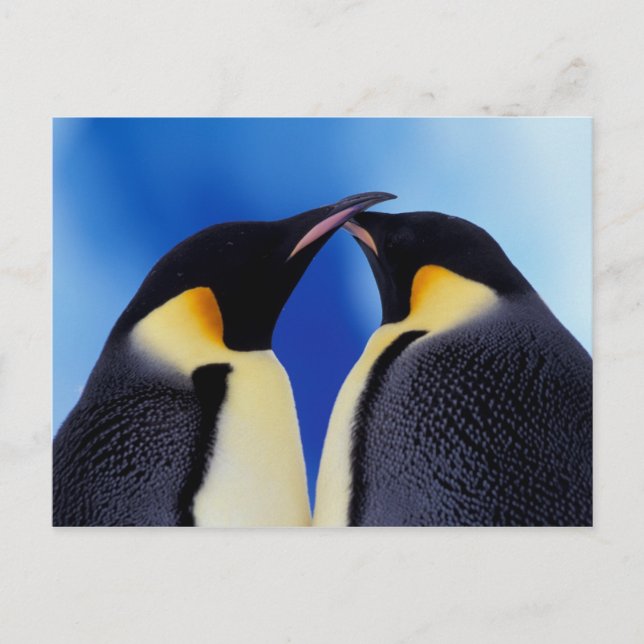 Antarktis, Kaiserpinguine Postkarte (Vorderseite)