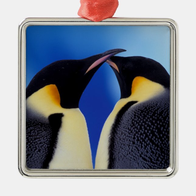 Antarktis, Kaiserpinguine Silbernes Ornament (Vorne)