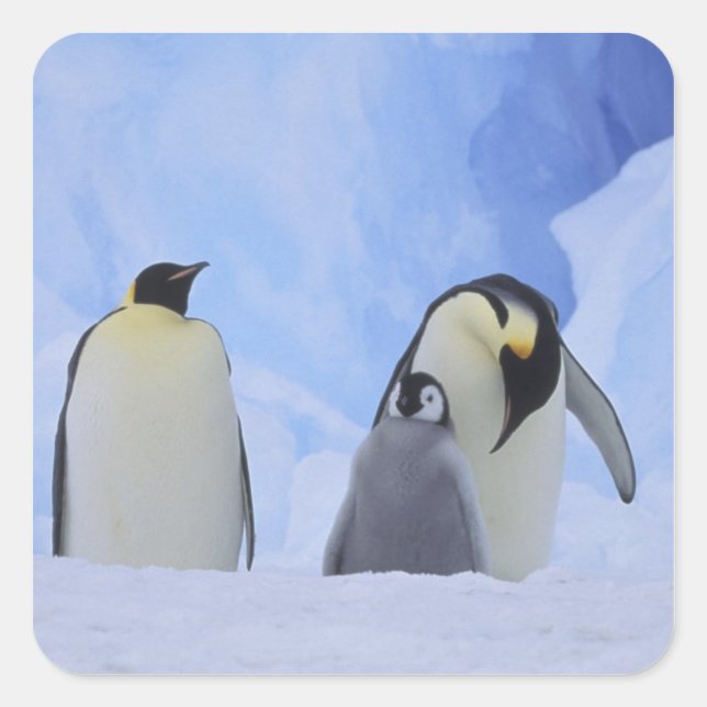 Antarktis. Kaiserpinguine und Küken Quadratischer Aufkleber (Vorderseite)