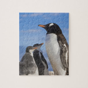 Antarktis, Neko Cove (Hafen). Gentoo Pinguin 2