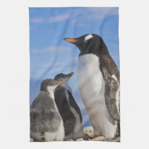 Antarktis, Neko Cove (Hafen). Gentoo Pinguin 2 Küchentuch