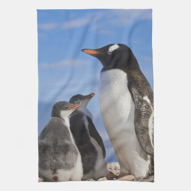 Antarktis, Neko Cove (Hafen). Gentoo Pinguin 2 Küchentuch (Vertikal)