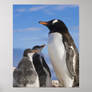 Antarktis, Neko Cove (Hafen). Gentoo Pinguin 2 Poster