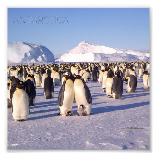 Antarktis, Pinguinherde Foto