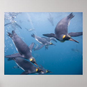 Antarktis, South Georgia Island (UK), 2 Poster