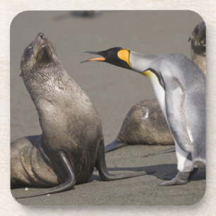 Antarktis, South Georgia Island (UK), König 3 Getränkeuntersetzer