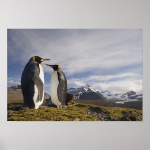 Antarktis, South Georgia Island UK), König Poster