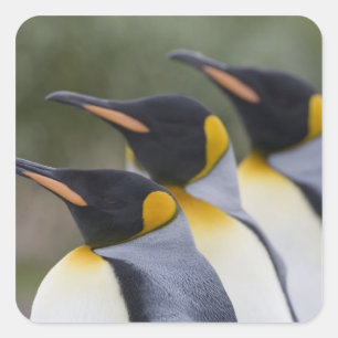 Antarktis, South Georgia Island UK), König Quadratischer Aufkleber
