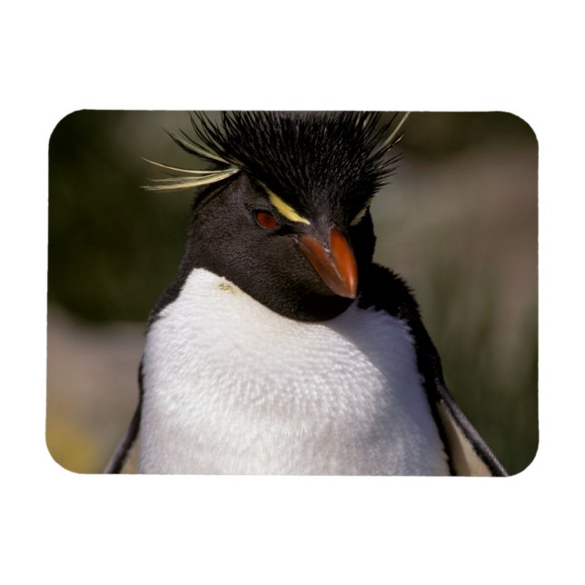 Antarktis, subantarktische Inseln, Süden 5 Magnet (Horizontal)