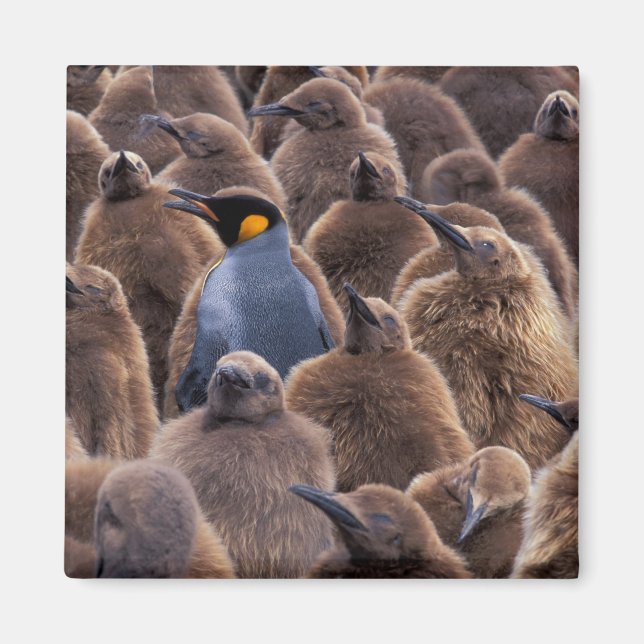 Antarktis, Süd-Georgien-Insel, Königspinguine Magnet (Vorne)