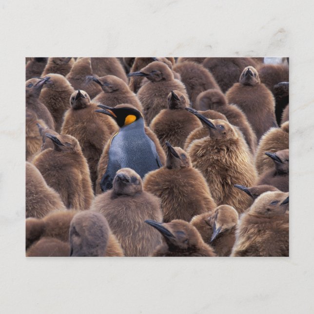 Antarktis, Süd-Georgien-Insel, Königspinguine Postkarte (Vorderseite)