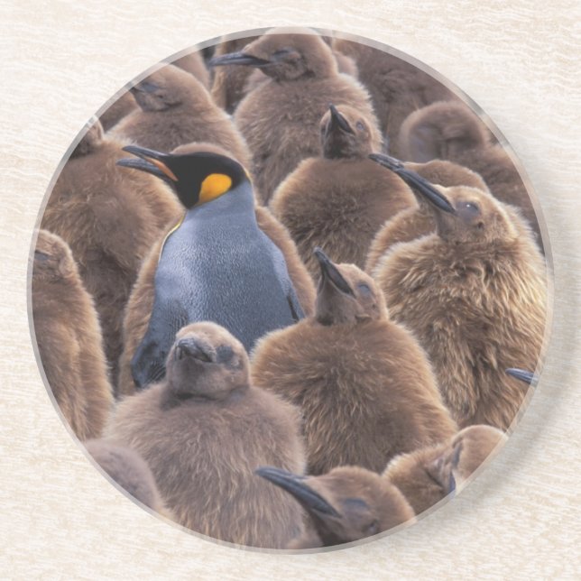 Antarktis, Süd-Georgien-Insel, Königspinguine Untersetzer (Vorne)