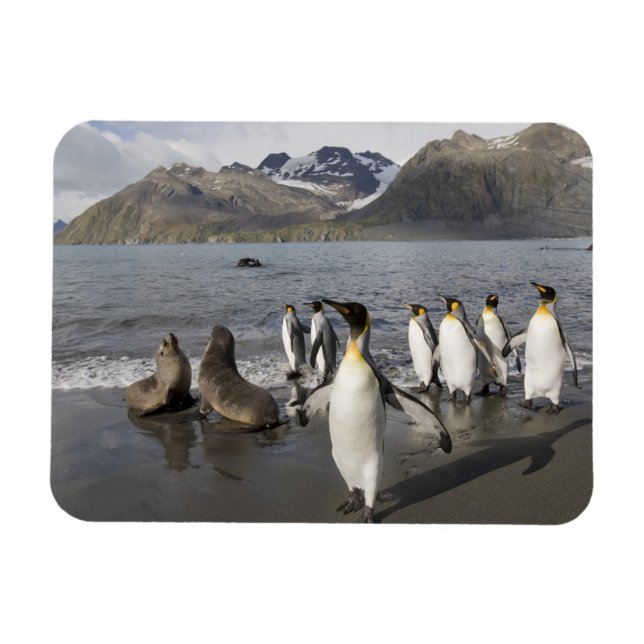 Antarktis, Südgeorgien (UK), Antarktis 2 Magnet (Horizontal)