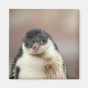 Antarktisch Magnet