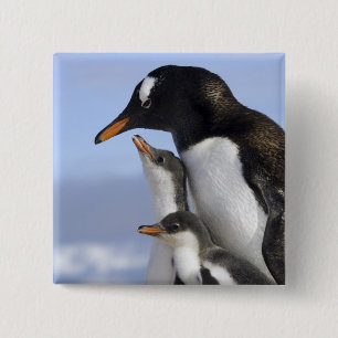 Antarktische Halbinsel, Neko-Hafen, Gentoo Button