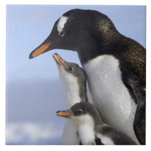 Antarktische Halbinsel, Neko-Hafen, Gentoo Fliese