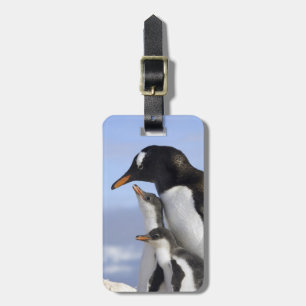 Antarktische Halbinsel, Neko Hafen, Gentoo Gepäckanhänger