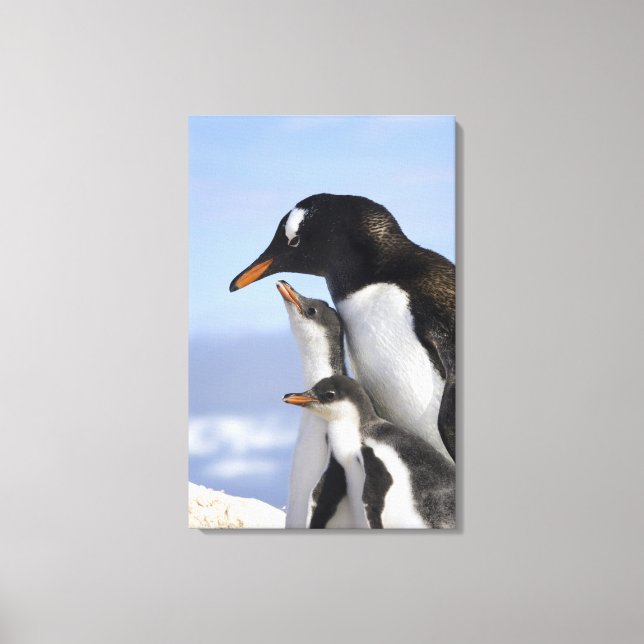Antarktische Halbinsel, Neko Hafen, Gentoo Leinwanddruck (Vorderseite)
