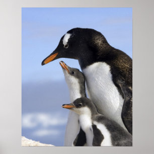 Antarktische Halbinsel, Neko Hafen, Gentoo Poster