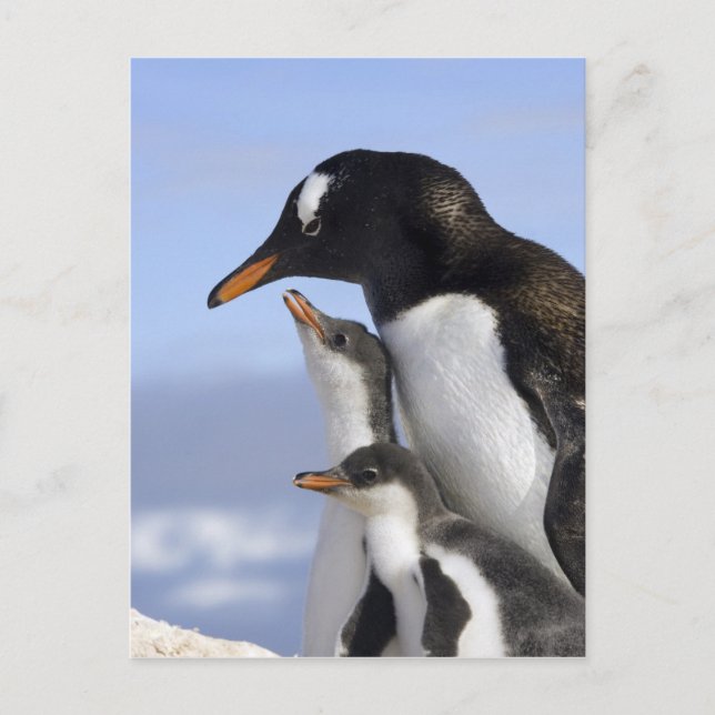 Antarktische Halbinsel, Neko Hafen, Gentoo Postkarte (Vorderseite)