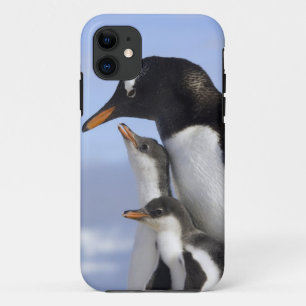 Antarktische Halbinsel, Neko Harbour, Gentoo Case-Mate iPhone Hülle