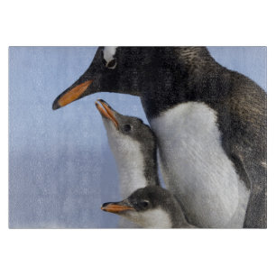 Antarktische Halbinsel, Neko Harbour, Gentoo Schneidebrett