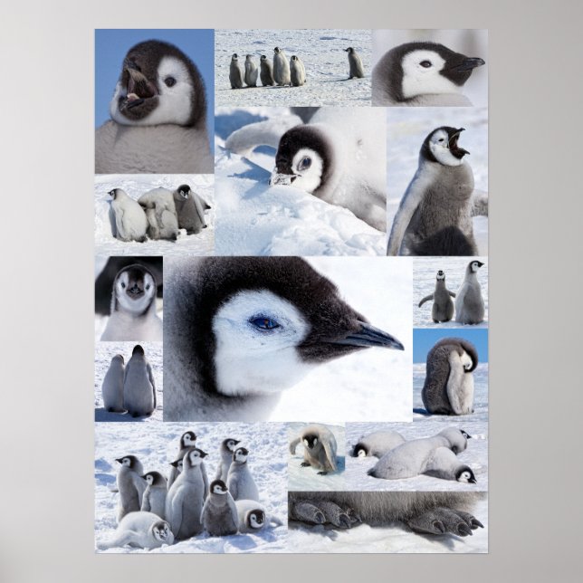 Antarktische Kaiserpinguin-Chicks FotoCollage Poster (Vorne)