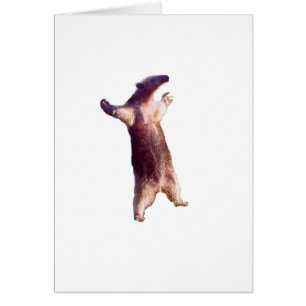 Anteater