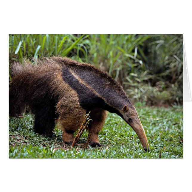 Anteater géant (Myrmecophaga tridactyla) (Devant horizontal)