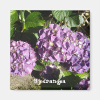 Anteile der Lila Hydrangea