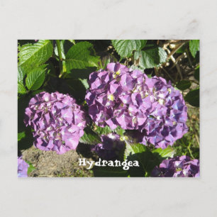Anteile der Lila Hydrangea Postkarte