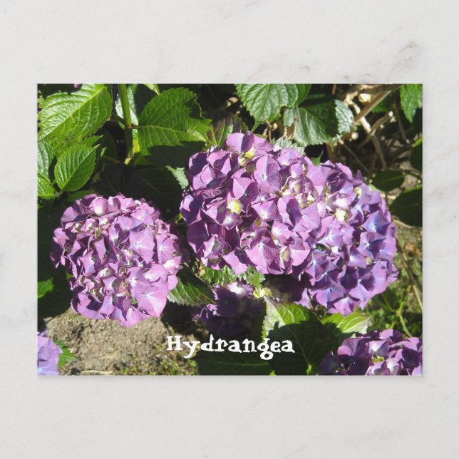 Anteile der Lila Hydrangea Postkarte (Vorderseite)