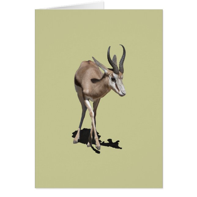 Antelope Baby (Vorne)